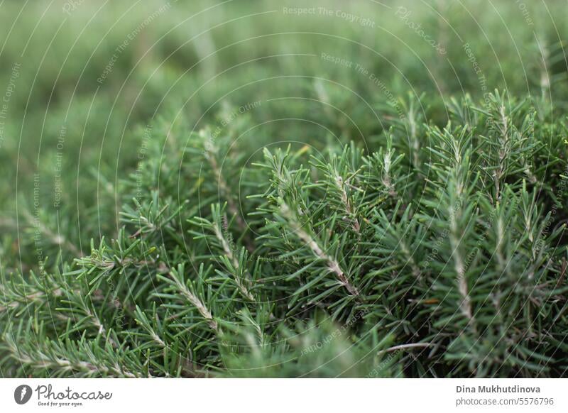 Rosemary plant close up background. Fragrant herb. Gardening hobby. Herbal natural remedy and seasoning. rosemary herbal herbs botanical fragrant spice