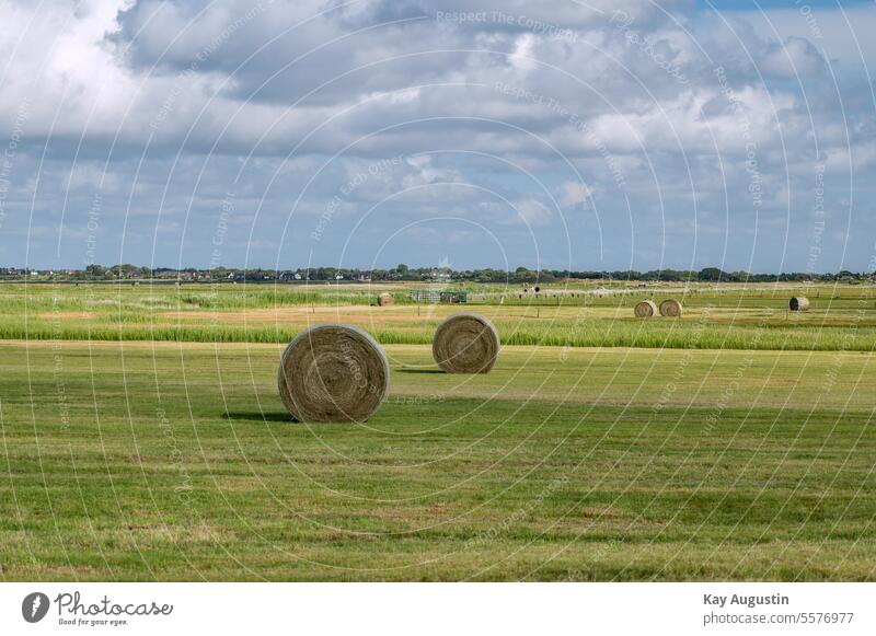 Straw bales in a round shape on a pasture area Bale of straw Agriculture Grass silage round bales Square bales Hay bale Landscapes Sylt island Northern Germany