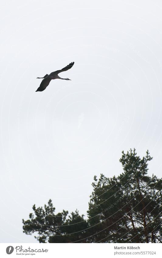 Two cranes fly over trees in a forest. Migratory birds on the Darss. Animal photo Crane field migratory fall nature ornithologist wildlife ecosystem environment