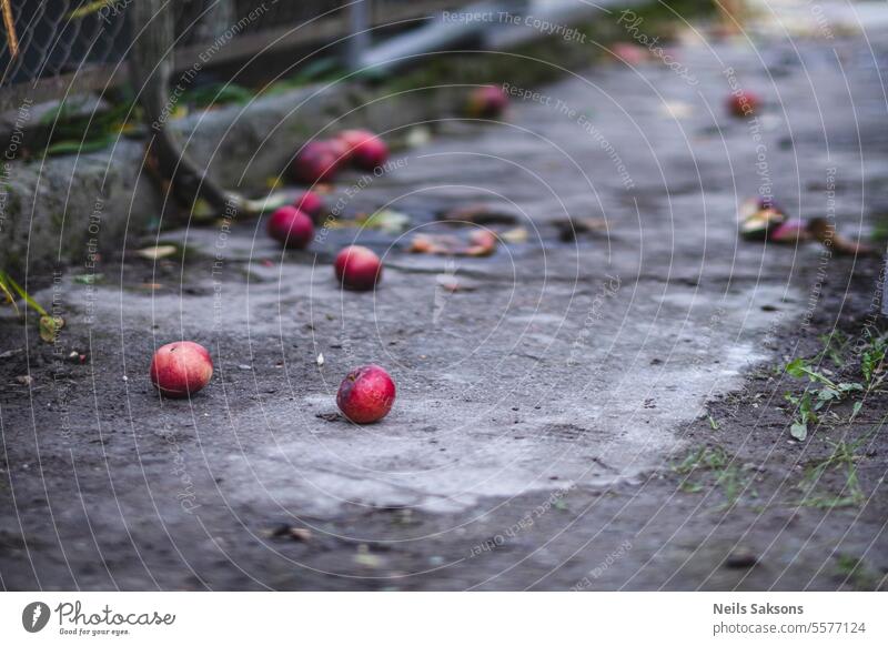 red apples fallen on concrete garden pathway agriculture autumn background bright closeup color crop delicious diet eat fallen apples farm food fresh freshness