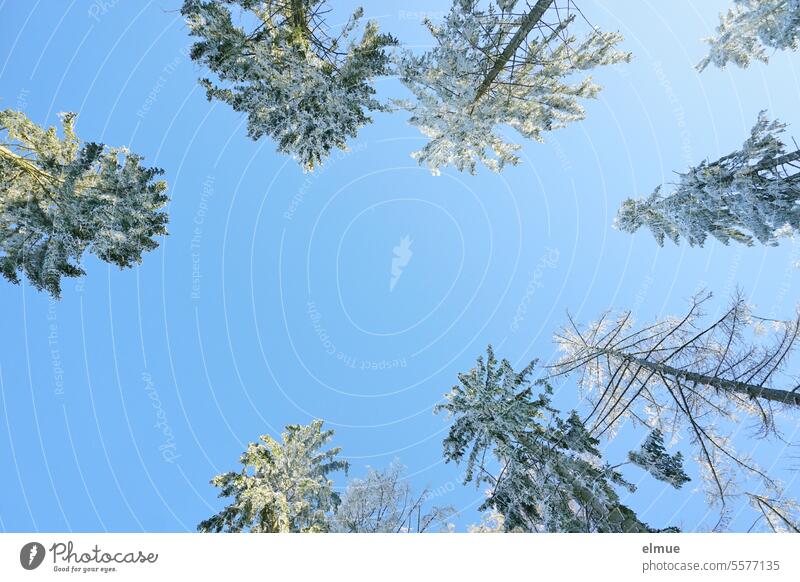 View upwards to snow-covered conifer treetops against a blue sky Winter Coniferous trees Treetop Snow snowy Worm's-eye view Climate upstairs Frost Winter's day