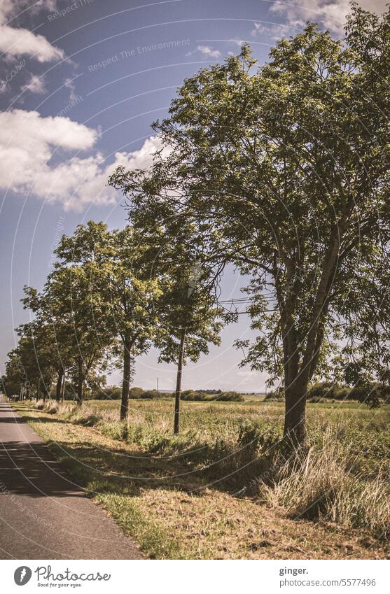 Half avenue - Tree-lined street Street trees Nature Landscape Exterior shot Deserted Colour photo Green Plant Sunlight Calm Light Beautiful weather Shadow