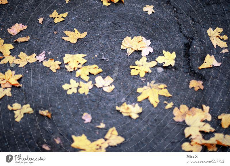 yellow stars Nature Autumn Leaf Street Lanes & trails Yellow Star (Symbol) Maple leaf Autumn leaves Autumnal colours Ground Lie Starry sky Colour photo