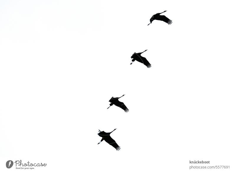 four cranes Crane Flying Migratory bird Wild animal Flight of the birds Migratory birds bird migration Autumn Formation flying Freedom Copy Space left Cranes