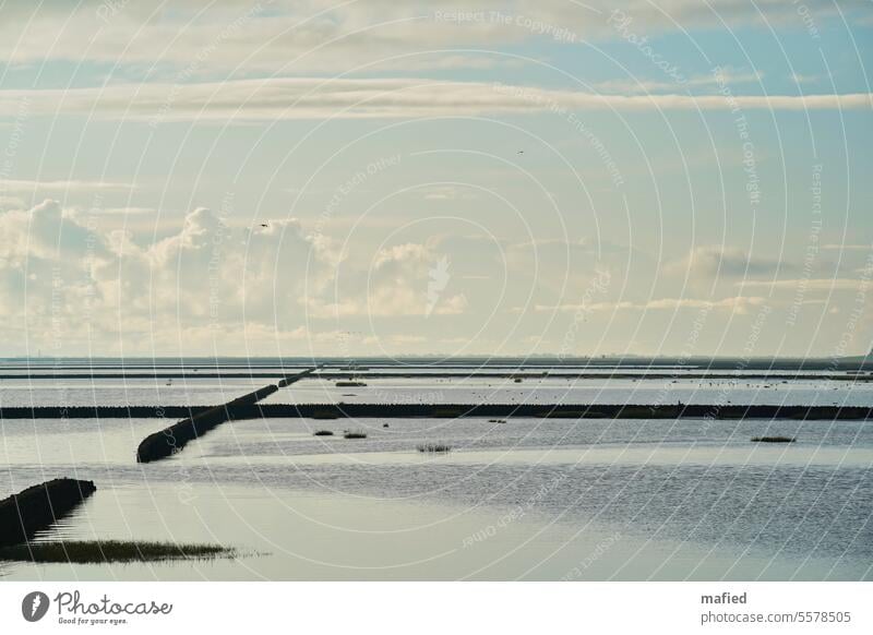 Lahnungen in the Wadden Sea off Lüttmoorsiel, Nordstrand in the background Dike watt Sky Nature Landscape North Sea coastal protection Nature reserve Blue Gray