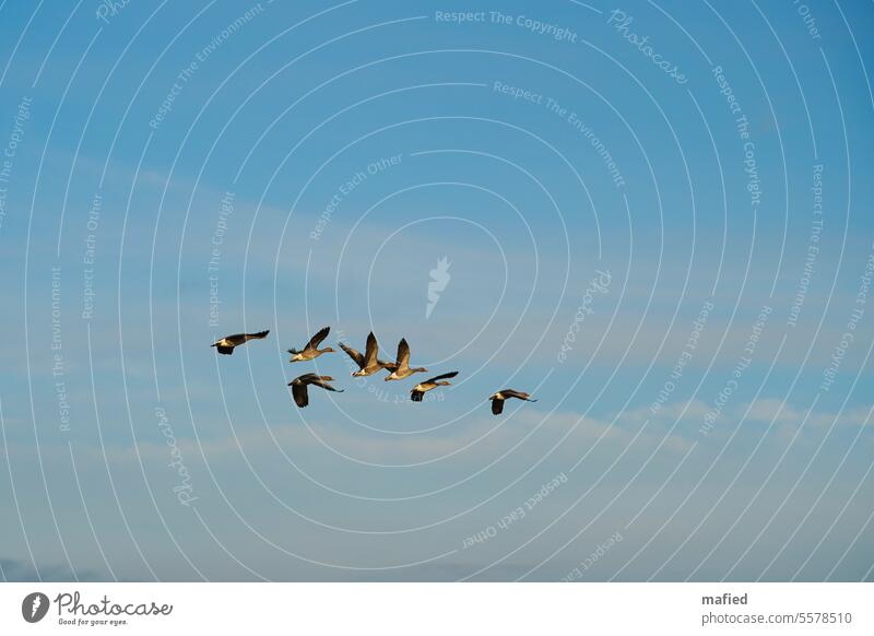 Small flock of greylag geese flies over the Wadden Sea II grey geese birds flight Sky Blue Gray Brown Flying Nature Exterior shot Wild bird plumage Span