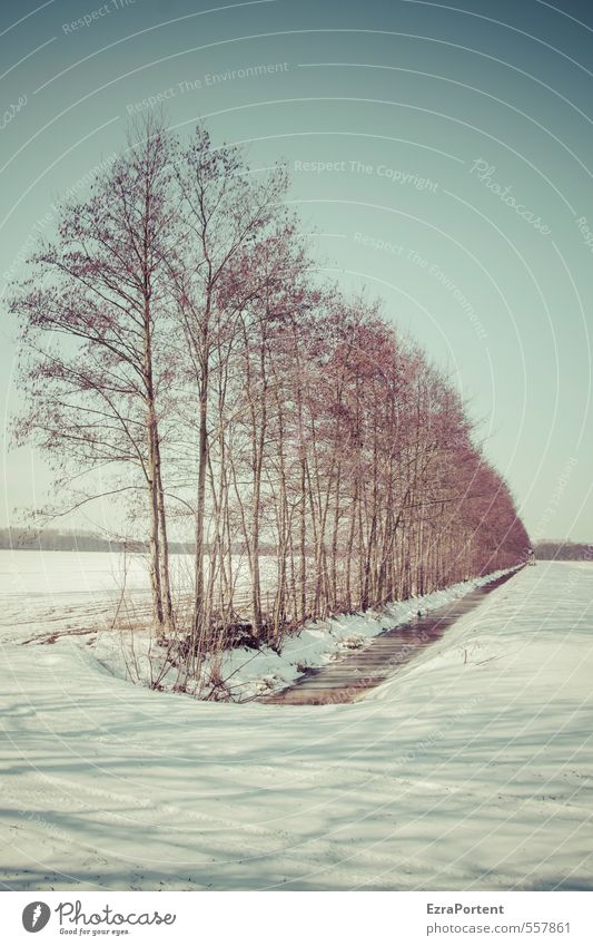 is cold Environment Nature Landscape Plant Sky Cloudless sky Sunlight Winter Climate Beautiful weather Snow Tree Field Esthetic Cold Blue White Shadow Snowscape