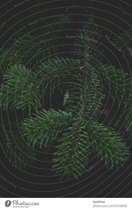 fir branch in the dark Fir tree Fir branch Dark fir needles fir tree Christmassy Christmas tree Christmas & Advent Winter Christmas mood Tree