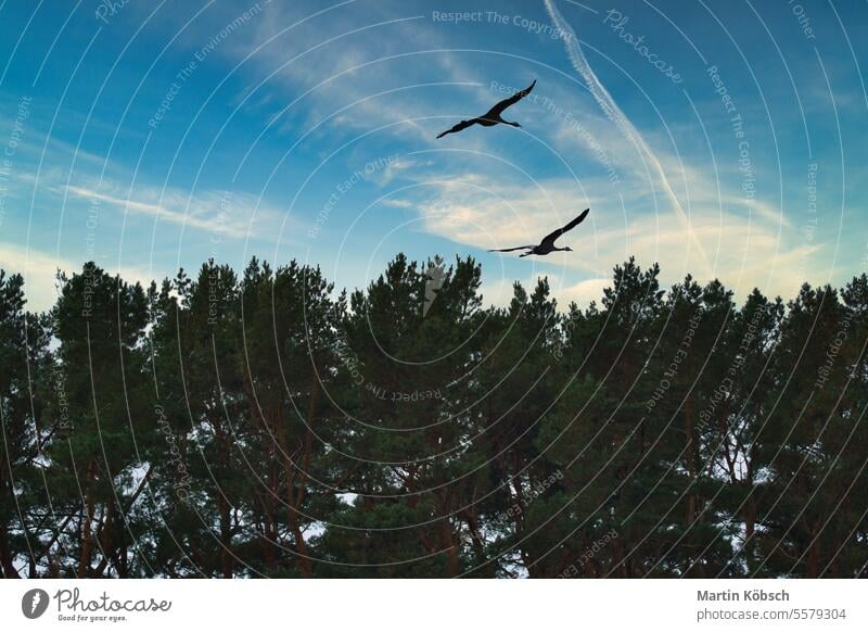 Two cranes fly over trees in a forest at sunset. Migratory birds on the Darss Crane field migratory fall nature ornithologist wildlife ecosystem environment