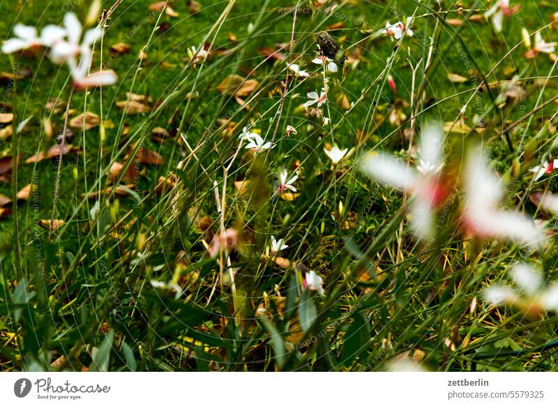 Garden in the fall Evening Dark Twilight Relaxation awakening holidays Hedge Autumn Autumn leaves allotment Garden allotments foliage Foliage colouring Deserted