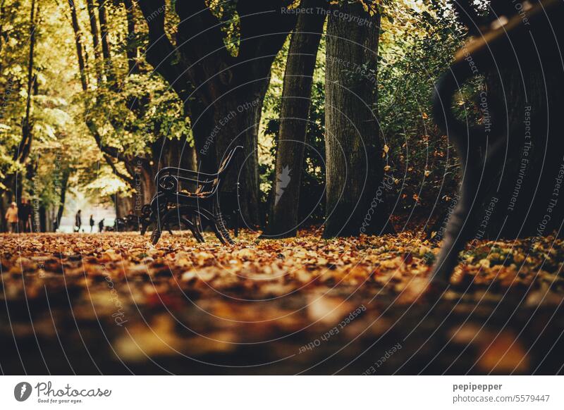 Autumn park with park benches, photographed from a frog's perspective Autumn of life Autumnal Autumn leaves Autumnal colours Early fall Autumnal weather