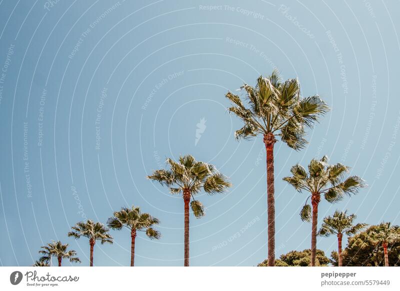 Palm Avenue avenue trees palms Palm frond Palm beach Palm tree Vacation mood Vacation & Travel Summer Nature Exterior shot Plant palm branches Palm roof Tourism