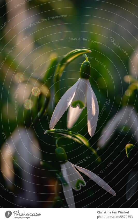 snowdrops Snowdrop Joie de vivre (Vitality) Spring fever Winter Blossom naturally Positive pretty Green White Plant Esthetic Happiness Small Near Elegant