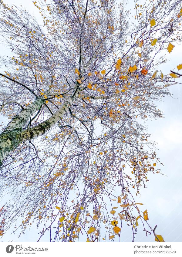 View into an almost bare birch tree Birch tree Birch leaves November Orange melancholy melancholically daylight foliage Tree autumn November mood