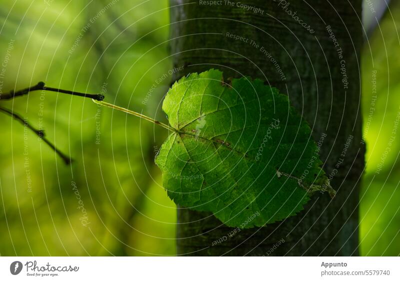 Not yet fall (Single light-flooded green leaf in close-up in front of a tree trunk) Leaf foliage Leaflet Green flooded with light Close-up Tree bark Tree trunk