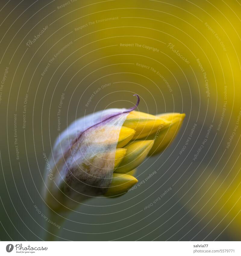 Yellow flower bud of the golden leek allium Allium moly Golden Garlic Spring Blossom Flower Nature Plant Garden Esthetic Shallow depth of field