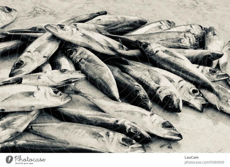 Catch of the day fish fishing Fish market Fishery Fishing (Angle) Ocean Fisherman coast Fishing village Nutrition Fishing port