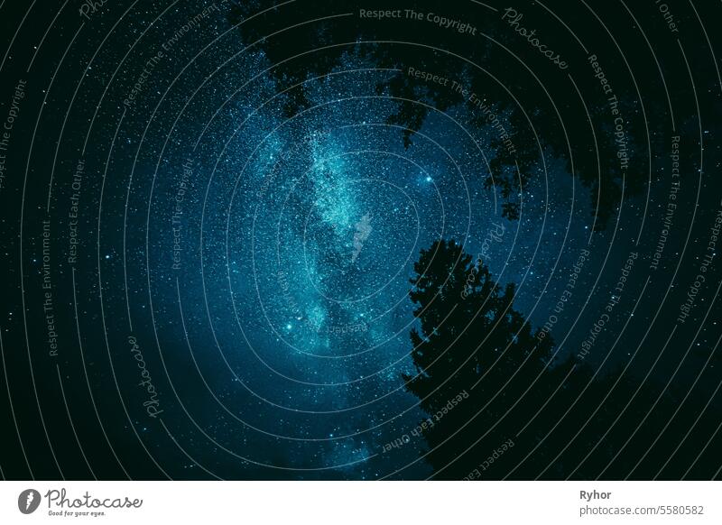 Bright Night Sky Stars Above Dark Black Crowns Of Pine Trees Woods Silhouettes. Natural Starry Sky Above Woods. Night Landscape With Dark Blue Dramatic Sky With Shining Stars. Azure Color Sky