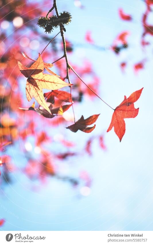 when it's fall Autumnal colours Autumn leaves coloured leaves Upward twigs Twigs and branches Delicate Seasons Plant Nature Change Environment Transience Orange