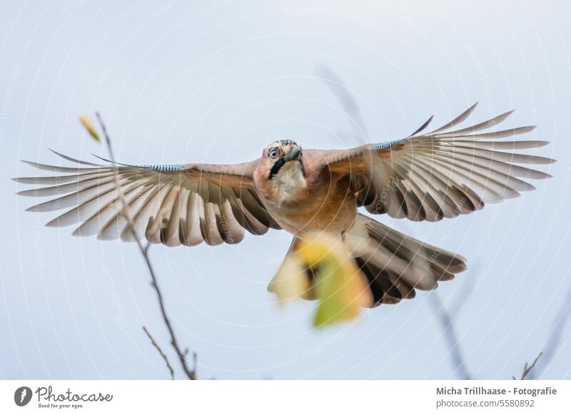 Eurasian jay in flight Jay Garrulus glandarius Animal face Head Beak Eyes Grand piano Feather Legs Claw Flying plumage Plumed Bird Wild animal Nature Looking