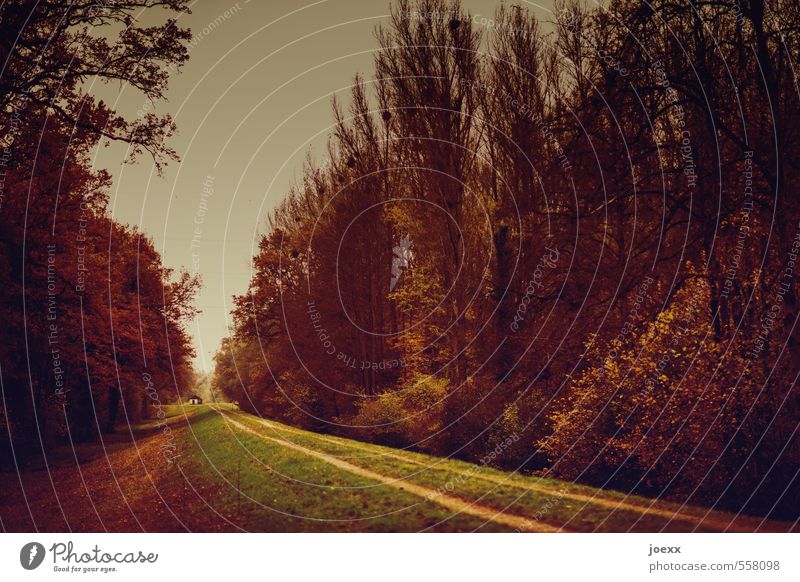 logger's hut Nature Landscape Sky Autumn Tree Meadow Forest Dam Traffic infrastructure Old Tall Cold Brown Green Colour photo Subdued colour Exterior shot