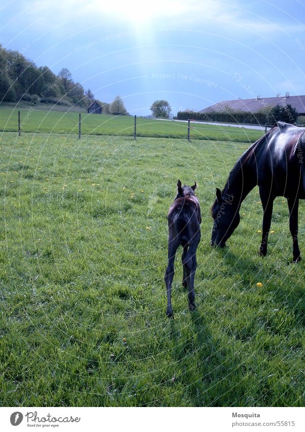 one day in April Leisure and hobbies Spring Thunder and lightning Grass Meadow Horse To feed Small Green Black Protection Safety (feeling of) Testing & Control