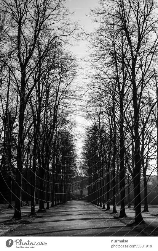 black alley Avenue trees off edge Park Winter Wood Nature King Symetric Direct Garden art Perspective depressive depression Black & white photo Graph Shadow