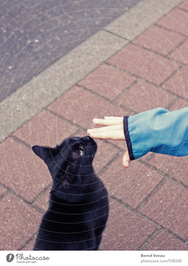 sniffed Human being Masculine Boy (child) Hand 1 8 - 13 years Child Infancy Cat Blue Gray Black White Touch Caress Odor Ear Nose Fingers Paving stone