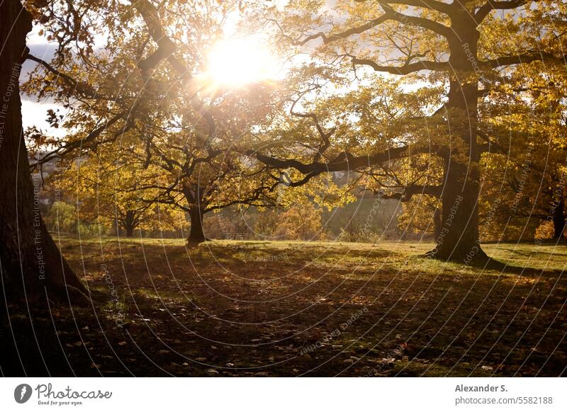 Oak grove in the fall sun oaks Tree trees hain Autumn Nature Landscape Exterior shot Plant Oak tree Sunlight autumn mood Autumn leaves Autumnal colours