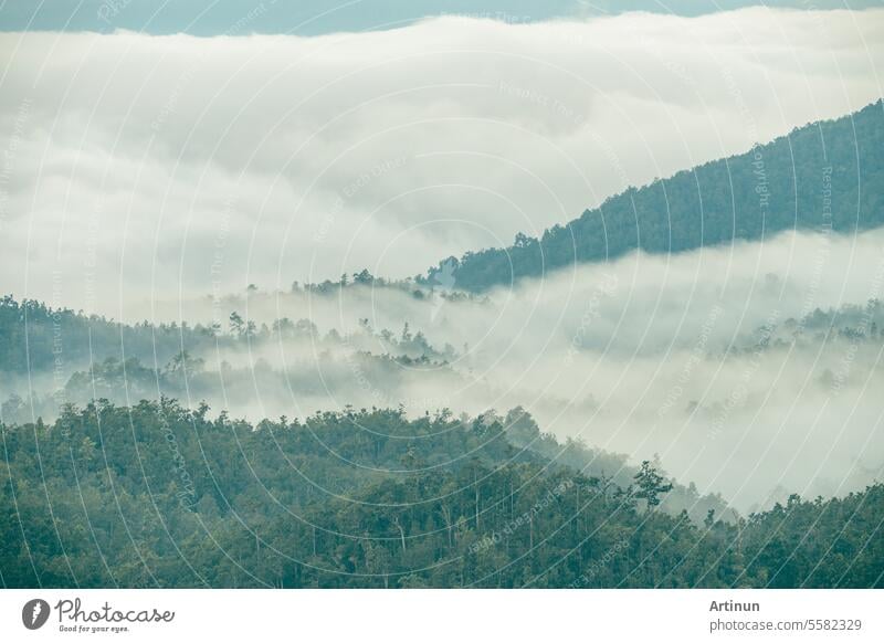 Foggy mountain landscape. Aerial view of dark green trees in tropical mountain forests and fog in winter. Fog covered dark green forest landscape. Nature scene of trees. Green environment background.