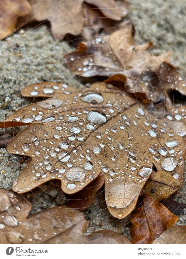 Oak leaf with raindrops Leaf Autumn Drop Oak tree Brown Wet Autumn leaves foliage Reflection Colour photo Nature Exterior shot Deserted Autumnal