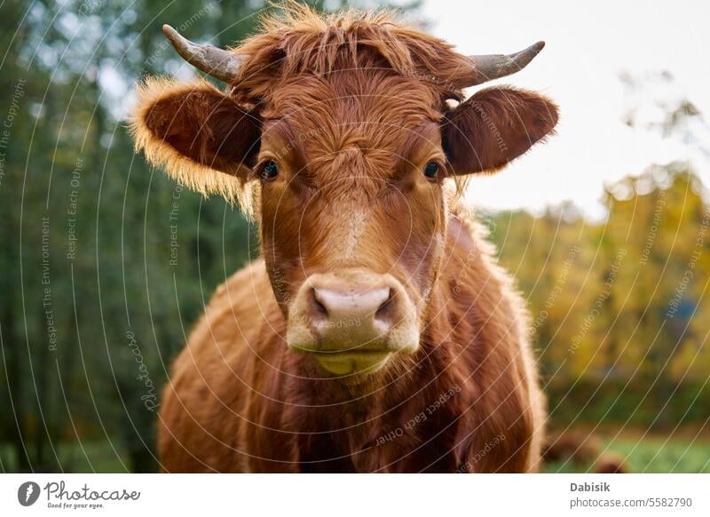 Brown cow grazing on field with green grass nature jersey brown milk animal herd breeding landscape farm environment mammal meadow pasture grassland cattle