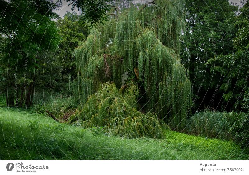 Accident at the weeping willow Weeping willow salix Salix babylonica Branch break tree damage Storm damage Green Environment Nature nature conservation Damage