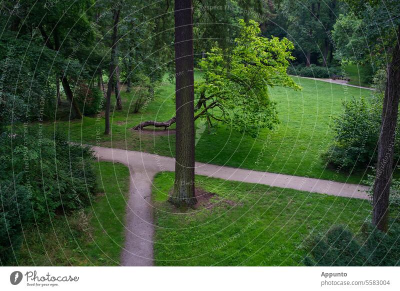 Crossroads in the park Park ways Road junction fork trees Forest Green Landscape Relaxation tranquillity resting zone Recreation zone local recreation area