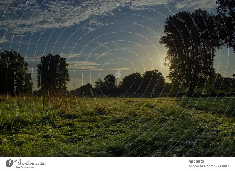 Early in the morning in the countryside Country life Land early in the morning morning sun Meadow Green in the open countryside trees Sky Landscape Nature Moody