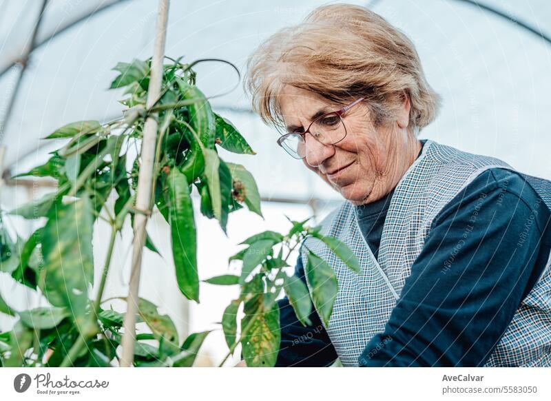 happy old woman holding in her hands freshly picked vegetables on greenhouse.Organic food harvest harvesting farming pensioner retired mature elderly senior