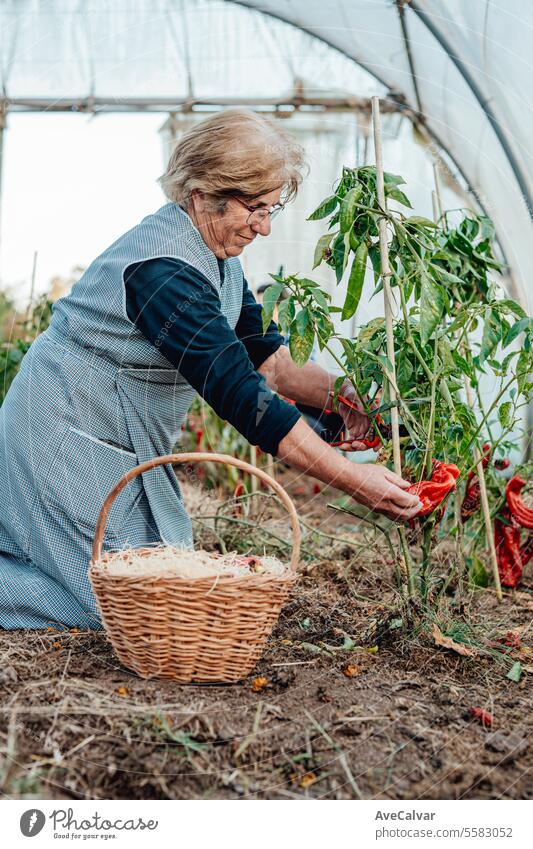 happy old woman holding in her hands freshly picked vegetables on greenhouse.Organic food harvest senior harvesting retirement mature elderly farming women