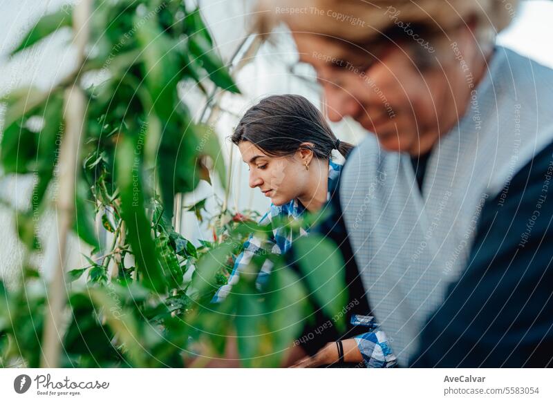 senior woman picking vegetables with grand daughter on greenhouse.Organic food harvest harvesting product farming mother working together growth horizontal