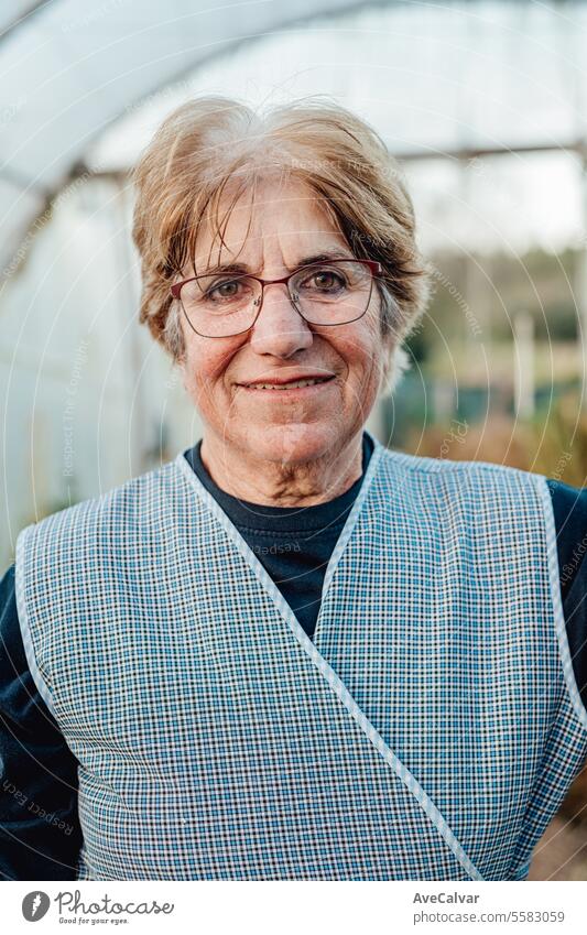 Old woman working smiling happy in a greenhouse. eco friendly new business, freelancer concept harvesting farming older wrinkled pensioner retired grandmother