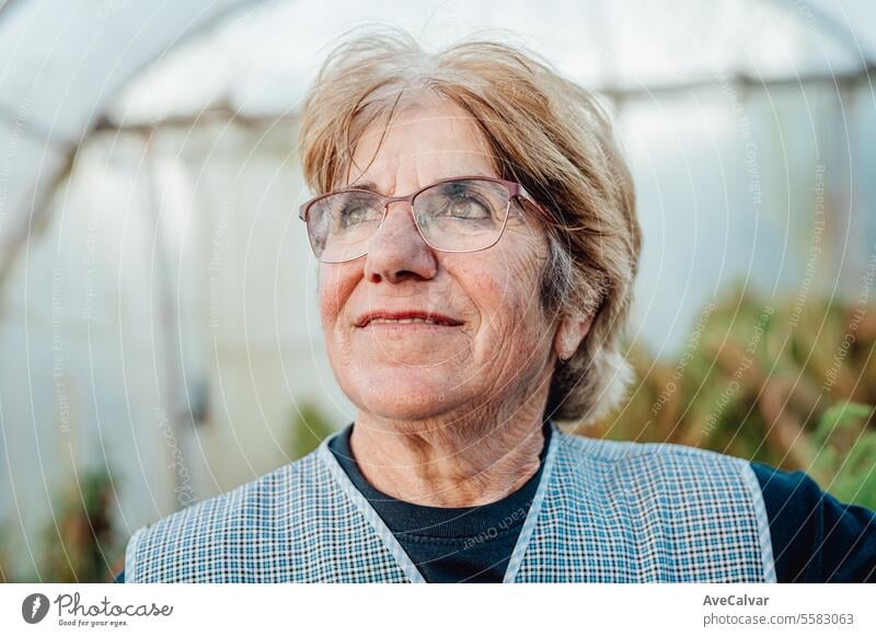 Old woman standing greenhouse. eco friendly new business, freelancer concept harvesting farming older wrinkled pensioner retired grandmother elder mature