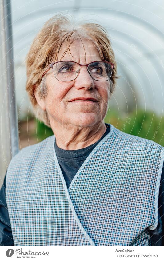 Very old woman working in her greenhouse and grows tomatoes. Hobbies for the elderly concept. harvesting farming older pensioner retired grandmother mature