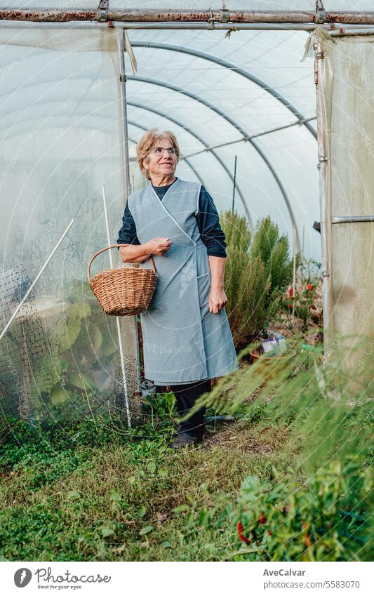 Very old woman working in her greenhouse and grows tomatoes. Hobbies for the elderly concept. harvesting farming retirement mature senior hobby growth person