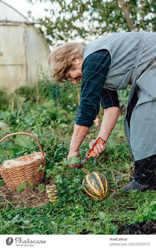 Happy senior woman with homegrown vegetables smiling during the labor.Working collecting vegetables greenhouse hobby farming working worker growth growing