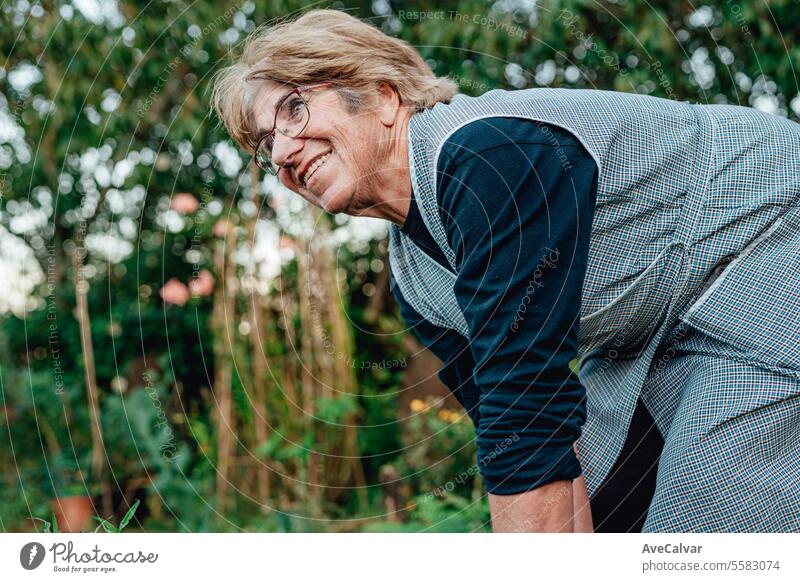 Happy senior woman with homegrown vegetables smiling during the labor.Working collecting vegetables harvesting greenhouse farming older wrinkled retired