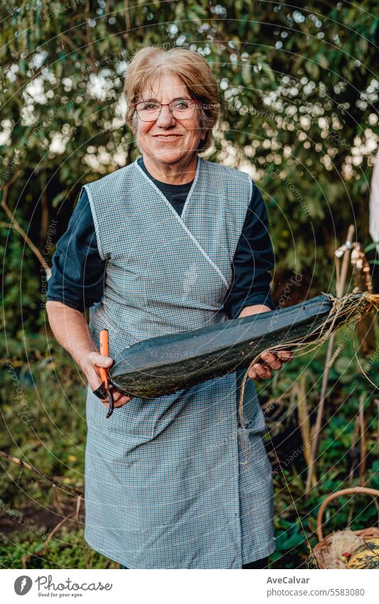 Happy senior woman with homegrown vegetables with grand daughter.Working collecting vegetables harvesting greenhouse farming older pensioner retired grandmother