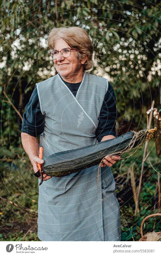 Happy senior woman with homegrown vegetables smiling during the labor.Working collecting vegetables harvesting greenhouse farming older pensioner retired