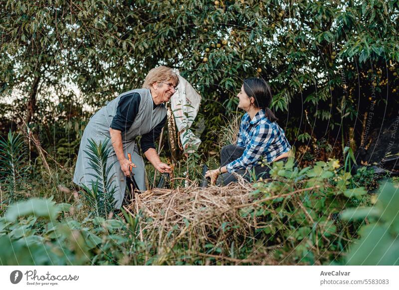 Happy senior woman with homegrown vegetables with grand daughter.Working collecting vegetables harvesting greenhouse farming elderly mother women outside person