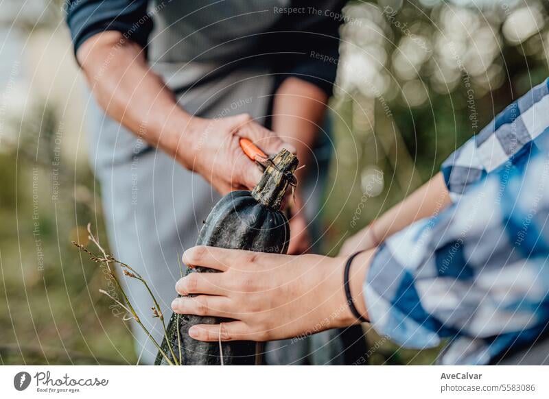 Close up of gardener hand picking vegetables with scissor in field garden in the golden hour. senior harvesting greenhouse farming father friendship daughter