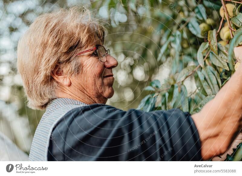 Senior people picking up vegetables in greenhouse. Working rural blue collar jobs. Retirement age harvesting farming older grandfather pensioner retired