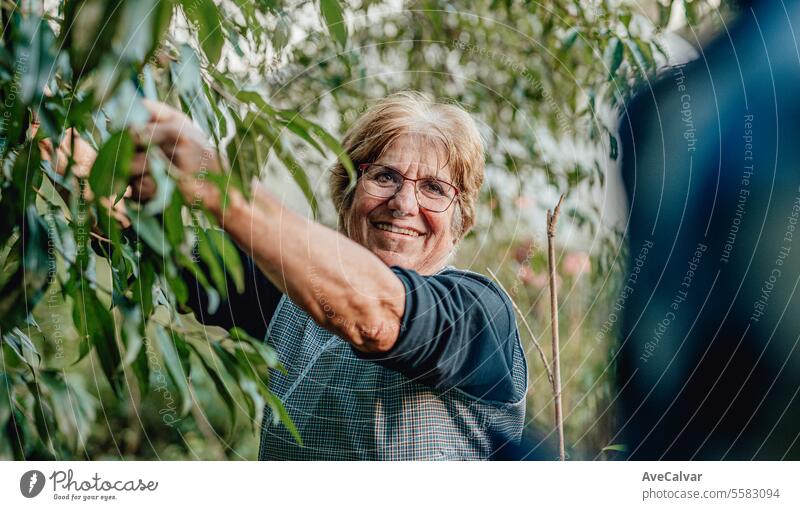 Senior people picking up vegetables in greenhouse. Working rural blue collar jobs. Retirement age harvesting pensioner retired mature elderly senior farming